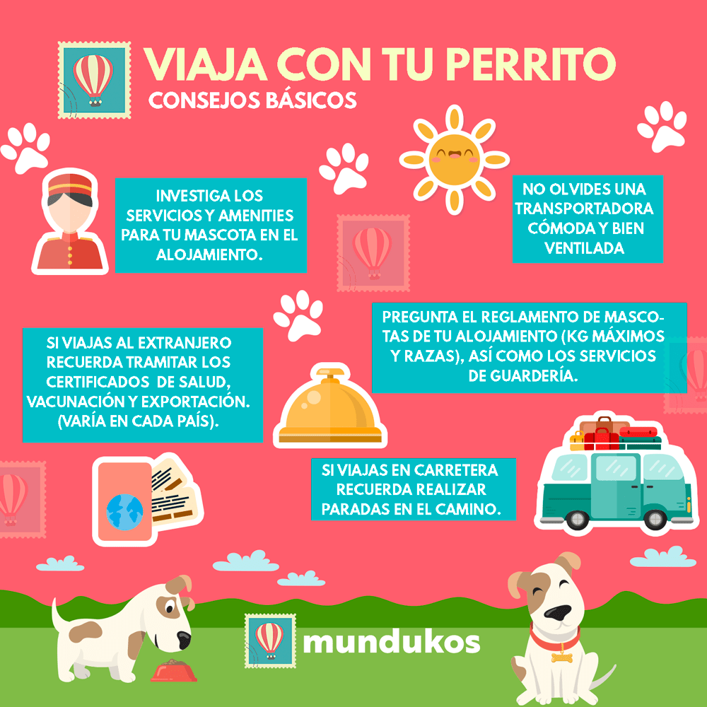 Cómo viajar con mascotas: requisitos y recomendaciones 1 Cómo viajar con un perro: Consejos que necesitas saber - Mundukos
