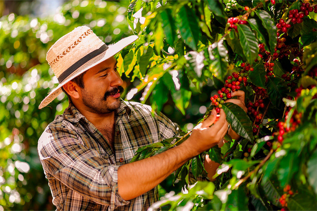 Cultura del café en Colombia: historia y experiencias 1 Historia del café en Colombia - Apasionados por el café