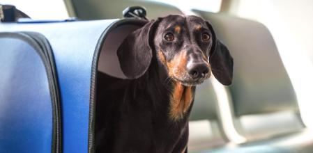 Destinos pet friendly para viajar con tu perro 1 15 destinos 'pet-friendly' para viajar con tu perro o gato