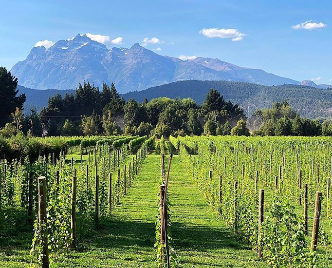 Patagonia y viñedos 1 Por qué los vinos de la Patagonia se destacan entre los más ...